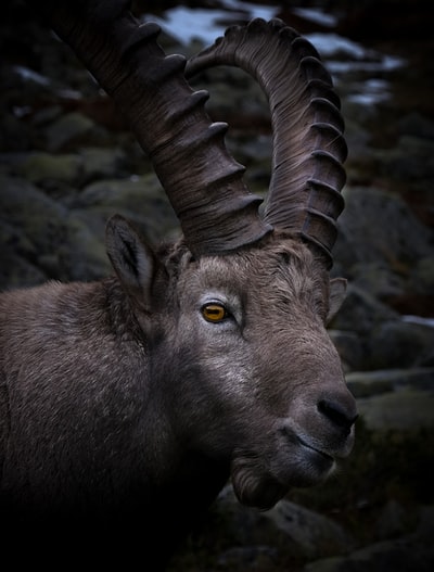 Grey rocks of brown ram
